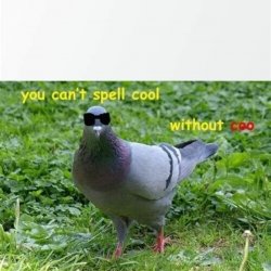 Coo l pidgeon Meme Template