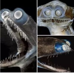 Telescope Fish Meme Template