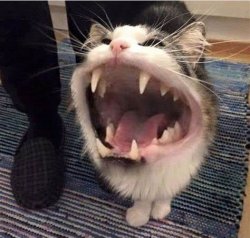 cat tubarão Meme Template