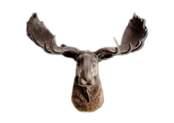 Moose head Meme Template