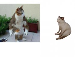 Buff cat vs. catcheems Meme Template