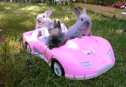 Bunny Car Meme Template