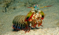 Mantis shrimp Meme Template