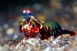Mantis shrimp Meme Template