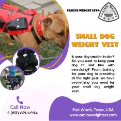 Small Dog Weight Vest Meme Template