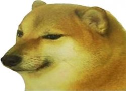 doge simp face Meme Template