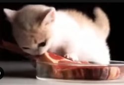 raw steak kitten Meme Template