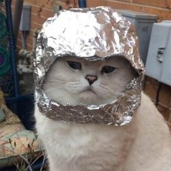 foil cat Meme Template