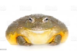 Wednesday frog Meme Template