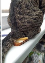 Cat ass + sandwich = disgusting Meme Template
