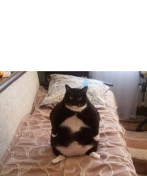 Fat Cat Meme Template