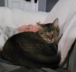 Really? Cat Meme Template