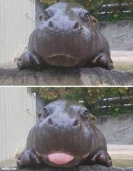 hippo Meme Template