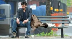 Keanu and Cat Meme Template