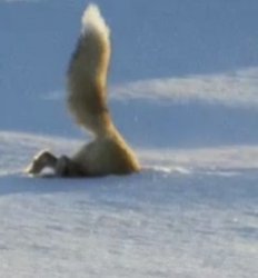 fox eating snow Meme Template