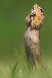 Chipmunk love Meme Template