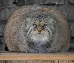 Fat Cats Exercise Meme Template