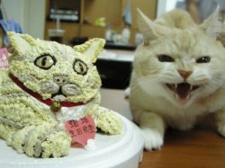 Ugly Cat Cake Meme Template