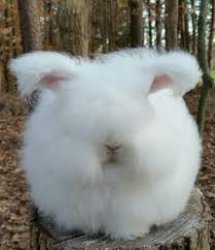 Fluffy bunny rabbut Meme Template
