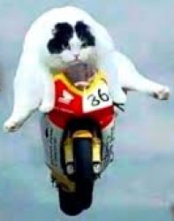 Cat on a motorcycle Meme Template