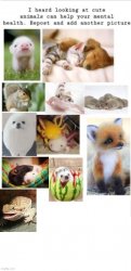 cute animals Meme Template