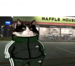 Cat waffle house Meme Template