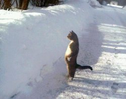 Cat Standing In The Snow Meme Template