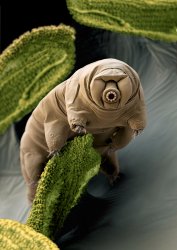 I'm a Tardigrade. I can survive 30 years without food & water. Meme Template