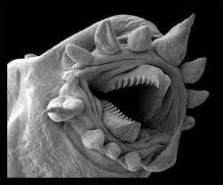 I'm a Tardigrade. I will survive. Meme Template