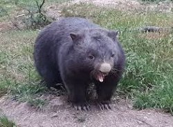 Go to the kitchen and make Wombat some food! Meme Template