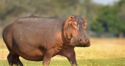 Hippo Meme Template