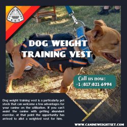 Dog Weight Training Vest Meme Template