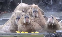 Capybaras Meme Template