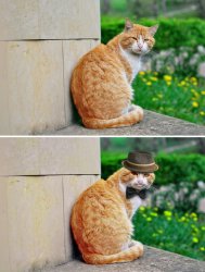 Dapper Cat Meme Template