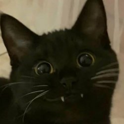 Black cat smiling Meme Template