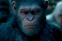Ape Meme Template