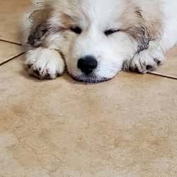 GREAT PYRENEES PUPPY Meme Template