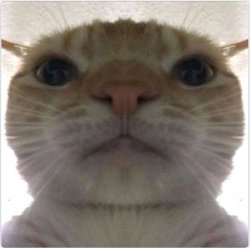 cat looking into your soul Meme Template