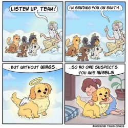 Dogs are angels without wings Meme Template