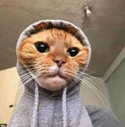 Cat with hoodie Meme Template