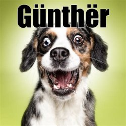 Günt günthër Meme Template