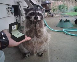 Racoon given a gift Meme Template