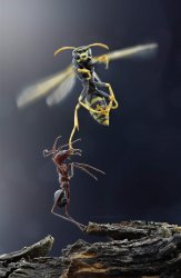 Ant v Wasp Meme Template