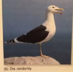 Fuking shitpost Meme Template