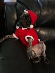 Merry Xmas Meme Template