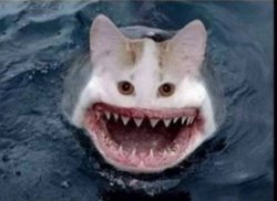SHARK CAT Meme Template