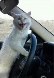 CRAZY CAT DRIVES CAR, LAUGHING CAT IN CAR Meme Template
