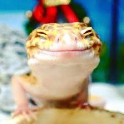Smiling gecko Meme Template