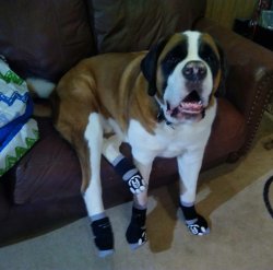 Toby Socks Meme Template