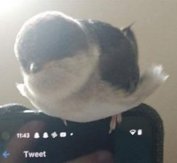 Birdup Meme Template